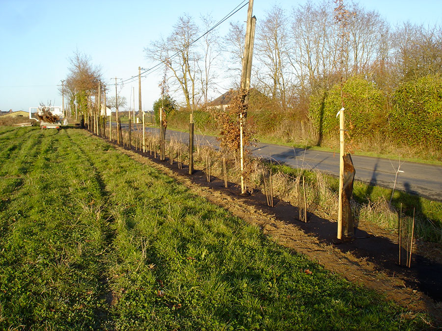 Plantation de haies
